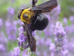 Xylocopa appendiculata circumvolans