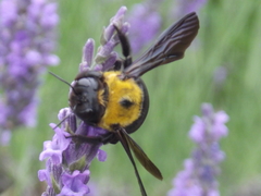 Xylocopa appendiculata circumvolans