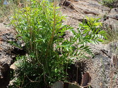 Tecoma stans angustata