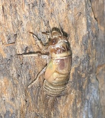 Diceroprocta apache