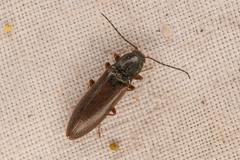 Acteniceromorphus sagiticollis