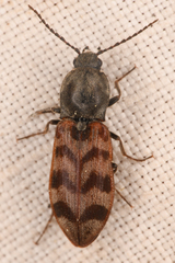 Pseudanostirus