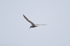Sterna hirundo longipennis