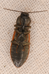 Pseudanostirus