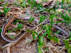 Psomophis genimaculatus