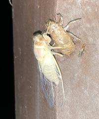 Diceroprocta apache
