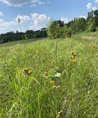 Carex bicknellii