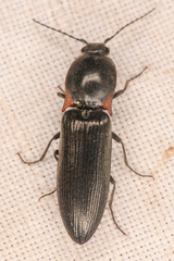 Acteniceromorphus umbricolus