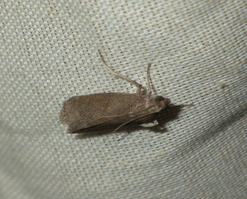 Assara conicolella