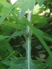Acyrthosiphon