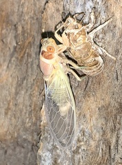 Diceroprocta apache