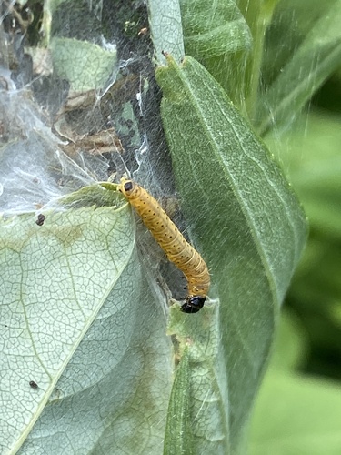 Ugly-nest Caterpillar Moth photo 5