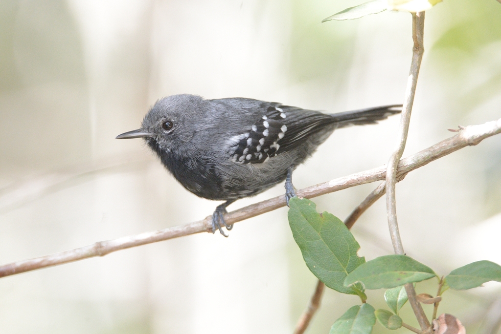 Narrow-billed Antwren photo