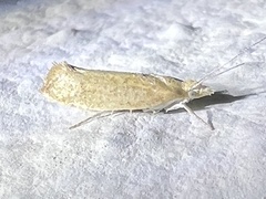 Ypsolopha nella