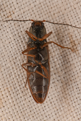 Acteniceromorphus sagiticollis