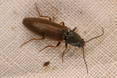 Acteniceromorphus sagiticollis