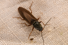 Acteniceromorphus sagiticollis