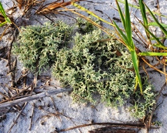 Cladonia leporina