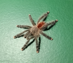 Avicularia rufa