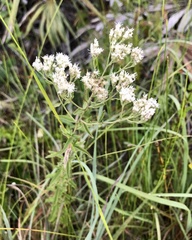 Eupatorium mohrii