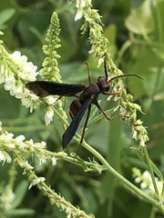 Poecilopompilus algidus algidus