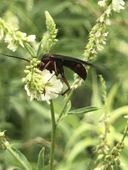 Poecilopompilus algidus algidus