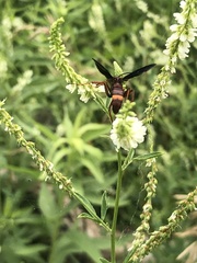 Poecilopompilus algidus algidus