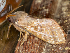 Oxycanus australis