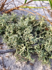 Cladonia leporina