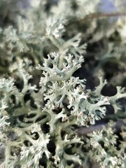 Cladonia leporina