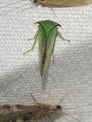 Stictocephala militaris