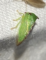 Stictocephala militaris