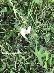 Callirhoe alcaeoides