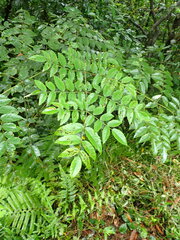 Aralia decaisneana
