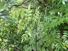 Aralia decaisneana