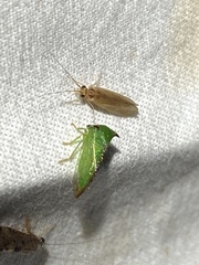 Stictocephala militaris