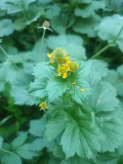 Geum macrophyllum