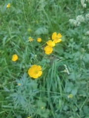 Ranunculus acris