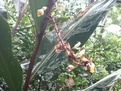 Alpinia zerumbet