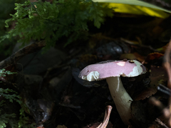 Russula nothofaginea