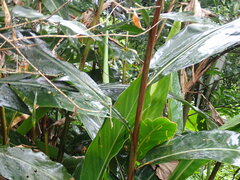 Alpinia zerumbet
