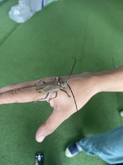 Batocera rufomaculata