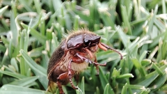 Phyllophaga