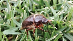 Phyllophaga