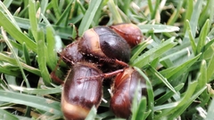 Phyllophaga