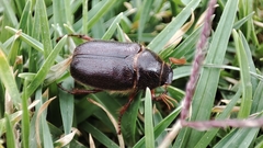 Phyllophaga