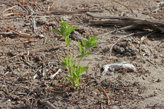 Dracocephalum parviflorum