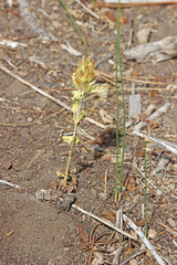 Dracocephalum parviflorum