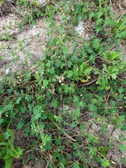 Aeschynomene viscidula