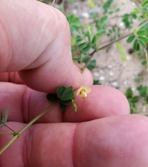 Aeschynomene viscidula